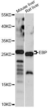 EBP Antibody