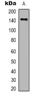 CD45 / LCA Antibody