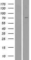 SCNN1A / ENaC Alpha Protein (Over-Expression Lysate Myc-DDK (Flag))