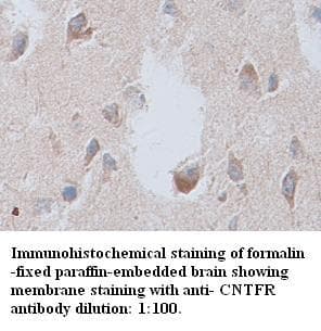 CNTFR Antibody