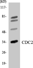 Polyclonal Rabbit anti-Human CDK1 / CDC2 Antibody (aa84-133, WB)