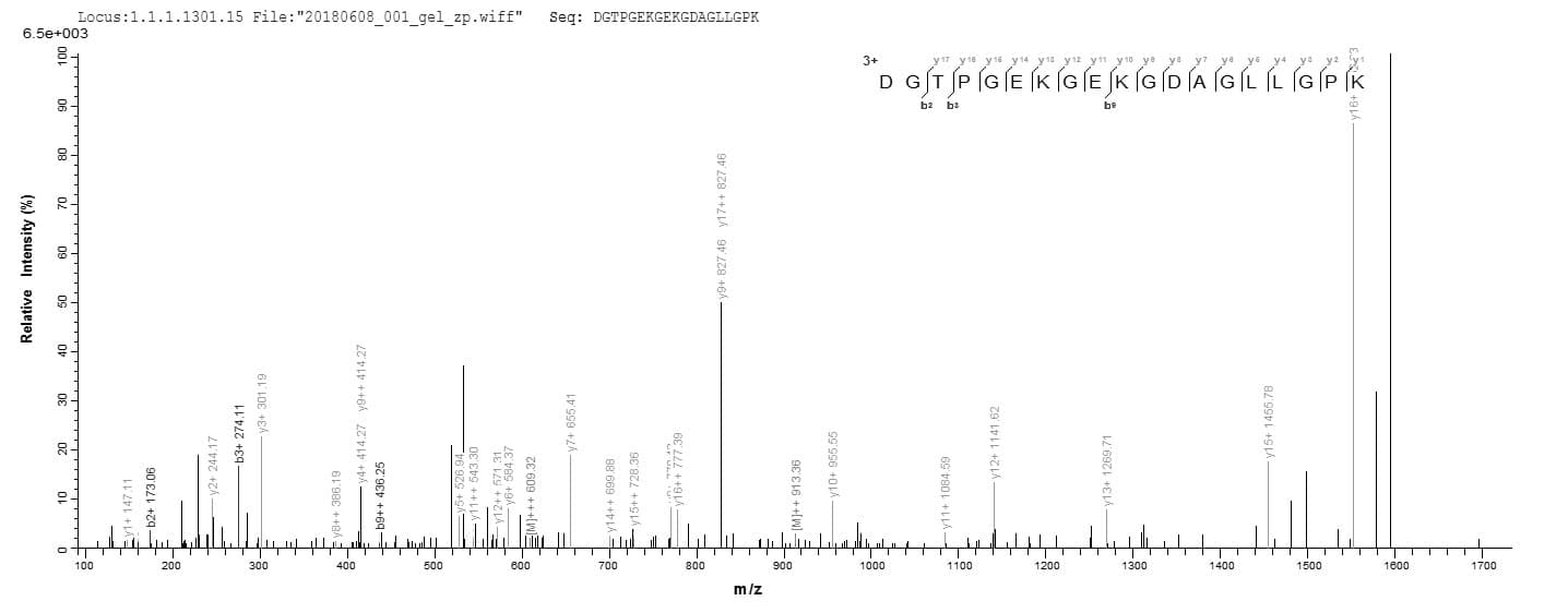 Mouse Adiponectin Protein (Recombinant 6His, N-terminus)
