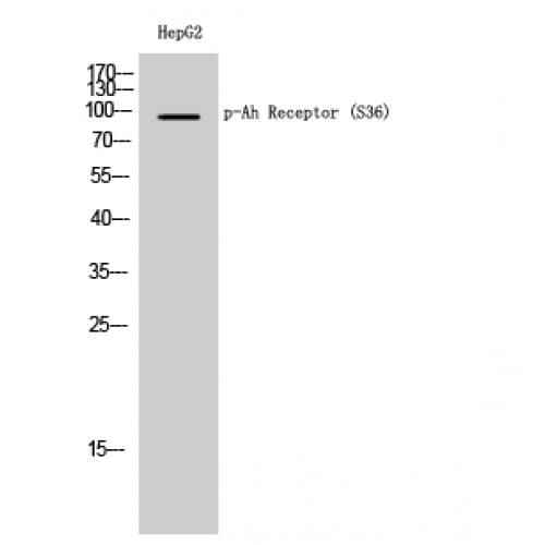 AHR Antibody (10-90 aa)