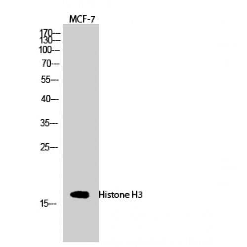 Histone H3 Antibody (1-80 aa)