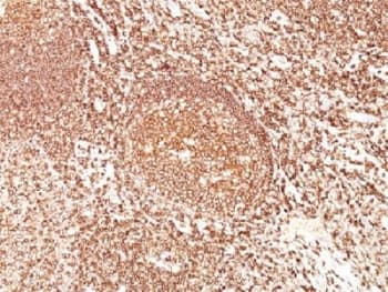 Monoclonal Mouse anti-Human CD45 / LCA Antibody (clone F10-89-4, Azide-free,BSA-free, IHC, IF)