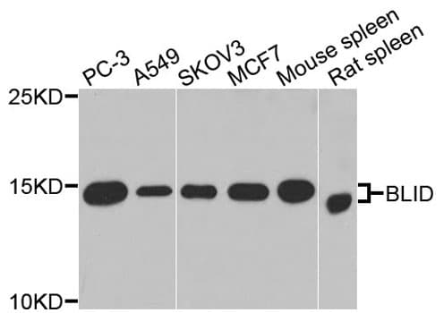 BLID Antibody