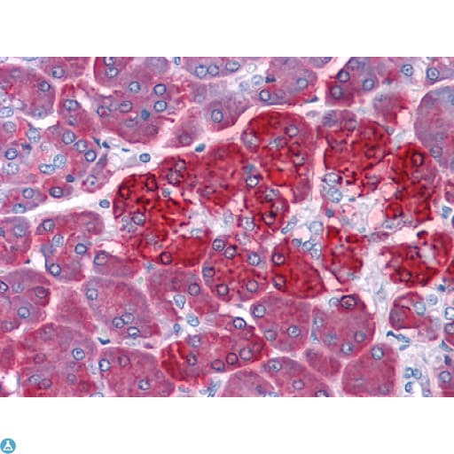 Monoclonal Mouse anti-Human REG1A Antibody (IHC, IF)