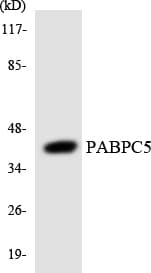 PABPC5 Antibody (aa170-219)