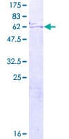 Human DOK3 Protein (Recombinant GST)