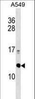 ERH Antibody (aa1-30)