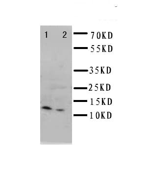 CXCL1 / GRO Alpha Antibody (aa99-107)