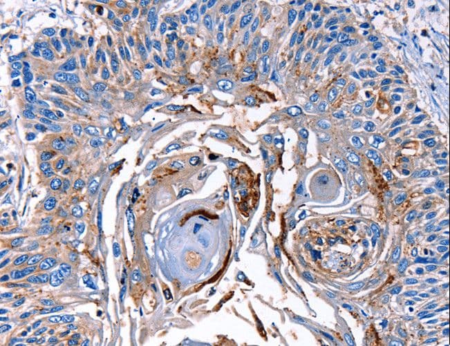 Polyclonal Rabbit anti-Human LRP2 / Megalin Antibody (IHC)