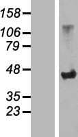 SLC7A6OS Protein (Over-Expression Lysate Myc-DDK (Flag))