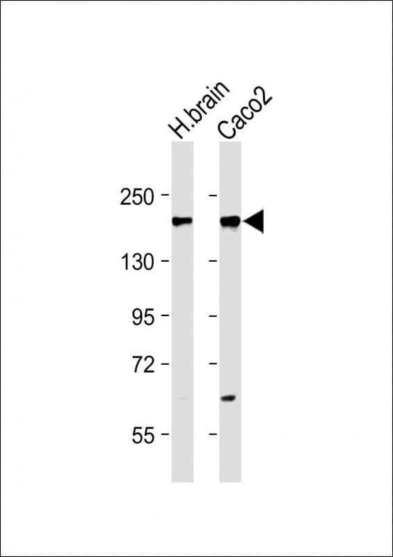TNIK Antibody