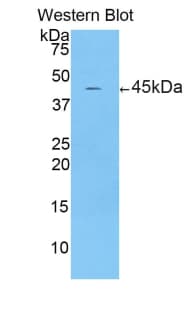 CRH / CRF Antibody (aa40-195, PE)