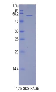 Human TRF1 / TERF1 Protein (Recombinant His-GST)