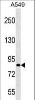 PASD1 Antibody (aa283-310)