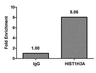 HIST1H3A Antibody