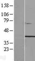 TTC29 Protein (Over-Expression Lysate Myc-DDK (Flag))