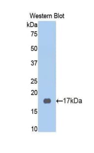 KNG1 / Kininogen / Bradykinin Antibody
