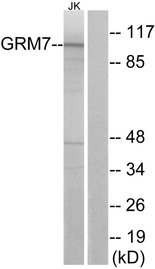 GRM7 / MGLUR7 Antibody