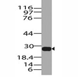 GZMB / Granzyme B Antibody (aa73-187)