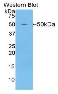 IFN Beta / Interferon Beta Antibody (aa21-186, Cy3)