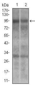 Monoclonal Mouse anti-Human DNM1L / DRP1 Antibody (clone 4E11B11, aa100-250, IHC, WB)