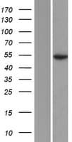 ATXN10 / SCA10 Protein (Over-Expression Lysate Myc-DDK (Flag))