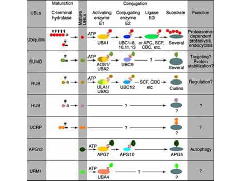 UBC6 / UBE2J2 Antibody