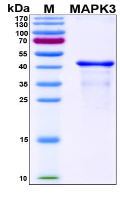 Human MAPK3 / ERK1 Protein (Recombinant His, N-Terminal)