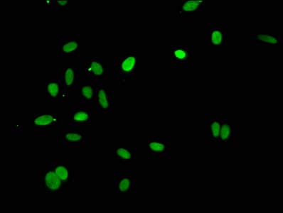 HIST1H4I Antibody