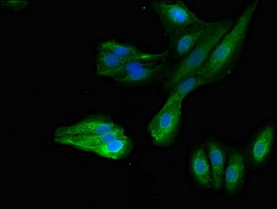 MYRIP Antibody