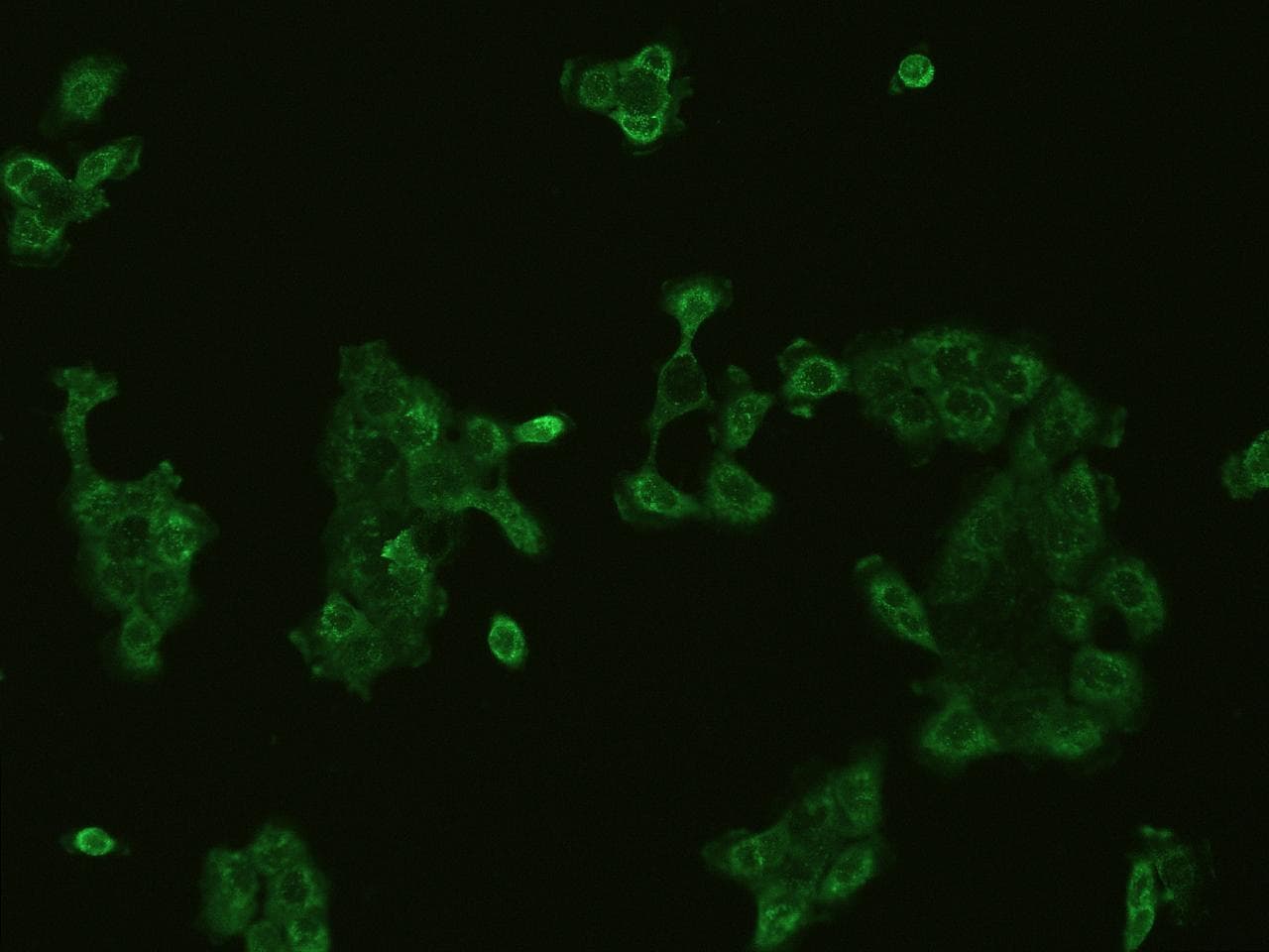 Monoclonal Mouse anti-Human CXCL11 Antibody (clone 08, Preservative Free, IHC, IF)
