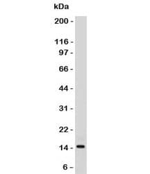 SUMO2 Antibody (clone S23MT-1, Ready-to-Use)
