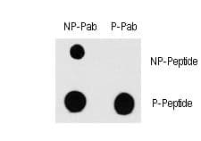 Polyclonal Rabbit anti-Human RAF1 / RAF Antibody (phospho-Ser338, WB)