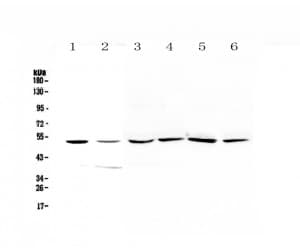 HGD Antibody