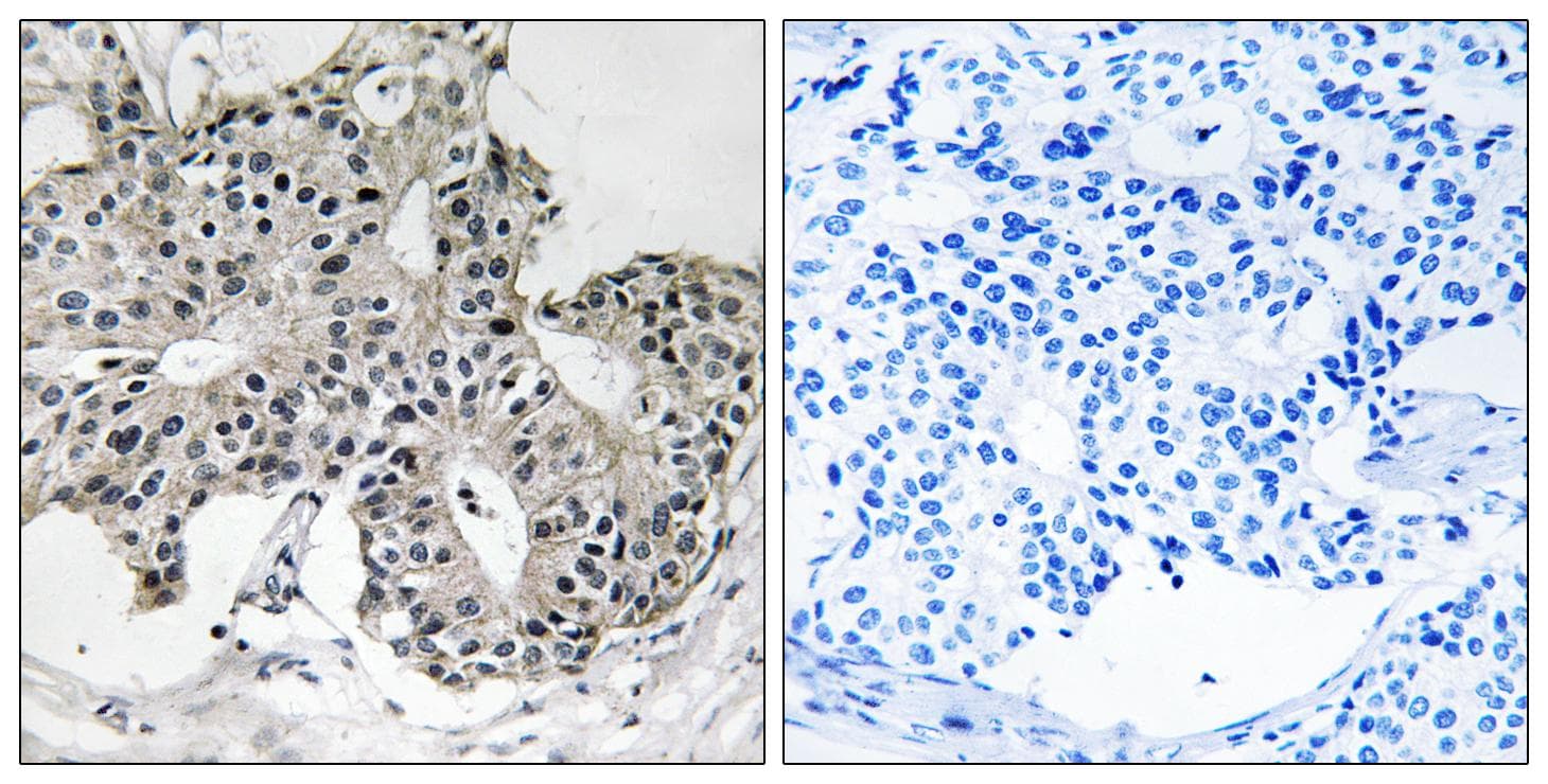 PEX2 / PAF-1 Antibody