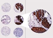 BCL2 / Bcl-2 Antibody (aa61-76)