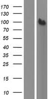 SEPT9 / Septin 9 Protein (Over-Expression Lysate Myc-DDK (Flag))