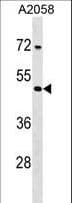 TPRX1 Antibody (aa1-30)