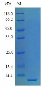 Mouse CXCL5 Protein (Recombinant)