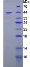 Mouse TPP1 / CLN2 Protein (Recombinant His-T7)