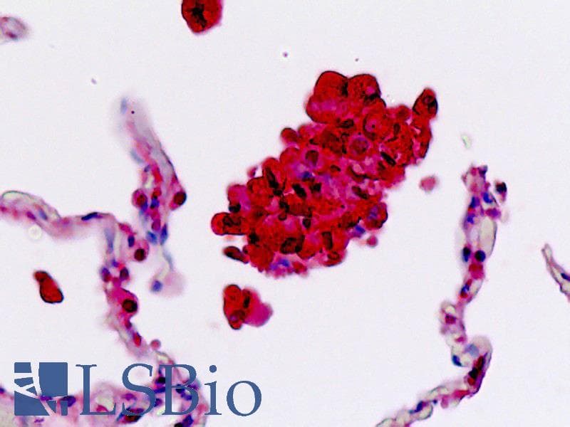 IHC-plus™ SELL / L-Selectin / CD62L Antibody (aa346-372)