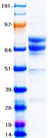 Human CD19 Protein (Recombinant Myc-DDK (Flag))