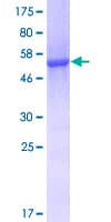 Human AK2 / Adenylate Kinase 2 Protein (Recombinant GST)