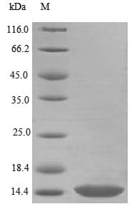 Mouse BMP3 Protein (Recombinant Myc,C-terminus)
