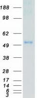 Human MKNK2 / MNK2 Protein (Recombinant Myc-DDK (Flag))