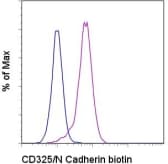 CDH2 / N Cadherin Antibody (clone 8C11, Biotin)