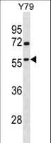 TAF1A Antibody (aa68-97)